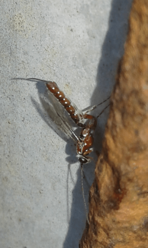 Ichneumonidae ; forse Clistopyga sp.?